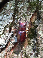 Lucanus (Pseudolucanus) capreolus (Linnaeus 1763)的圖片