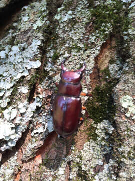 Image de Lucanus (Pseudolucanus) capreolus (Linnaeus 1763)