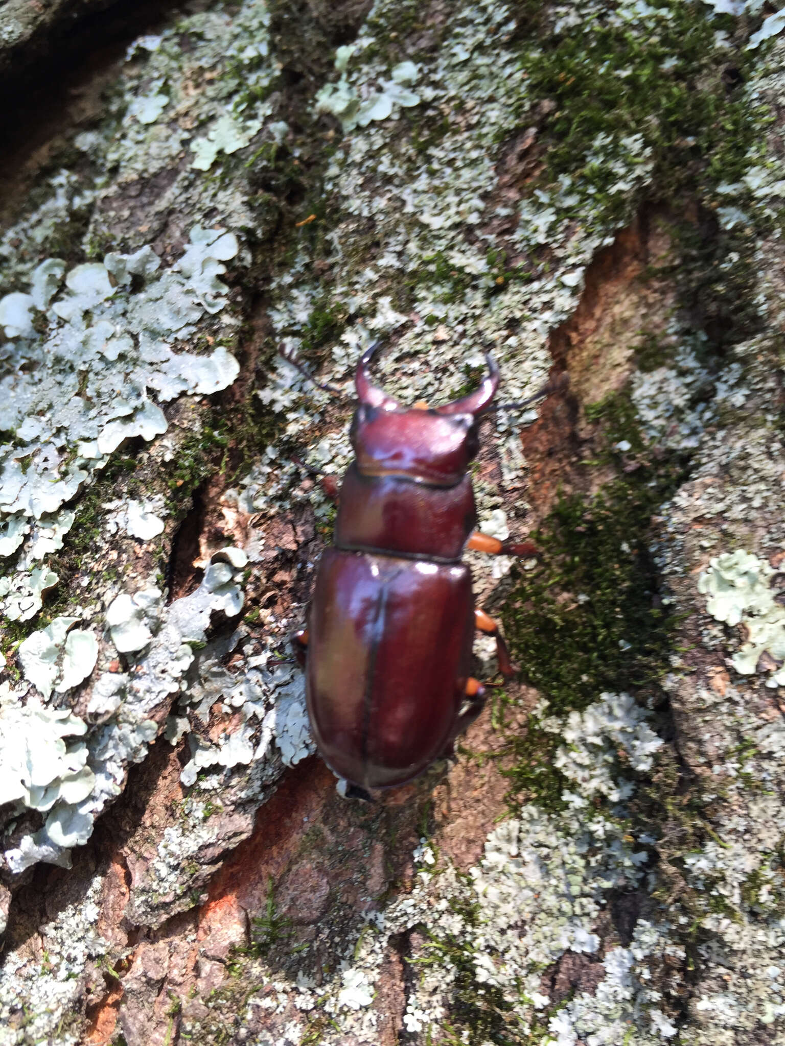 Lucanus (Pseudolucanus) capreolus (Linnaeus 1763)的圖片