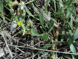 Plancia ëd Scorpiurus muricatus var. subvillosus (L.) Fiori