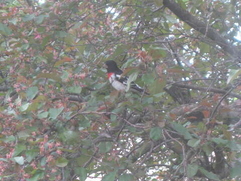 Image of Rose-breasted Grosbeak