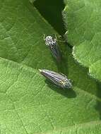 Image of Graphocephala appropinquans (Fowler 1899)