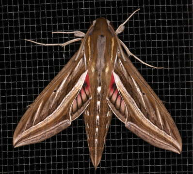 Image of Vine Hawk-Moth