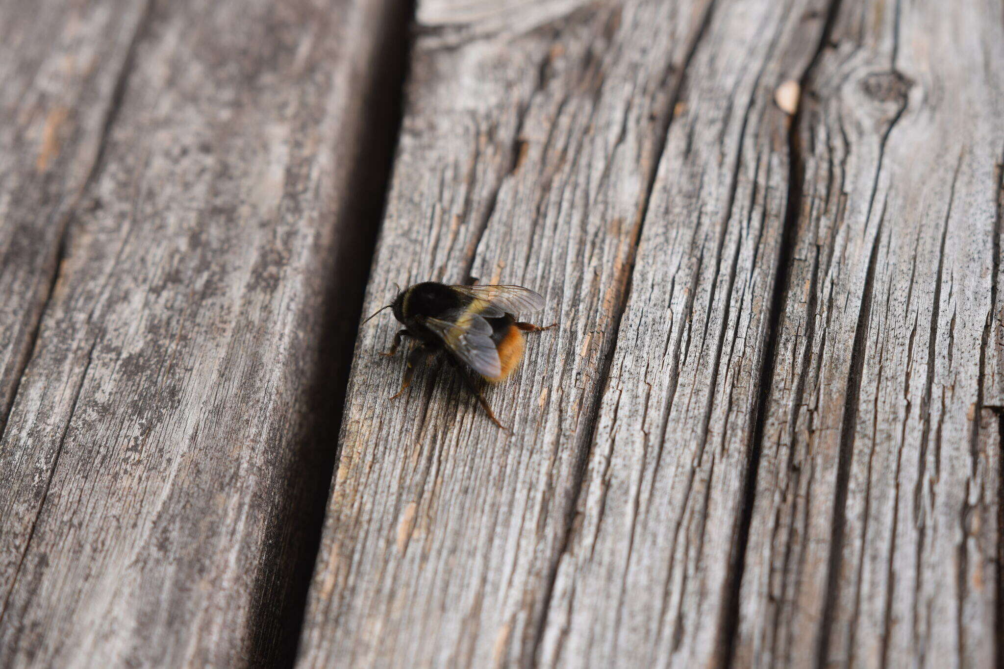 Image of Bombus hypocrita Pérez 1905