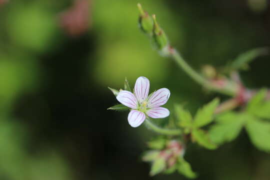 Imagem de Geranium seemannii Peyr.