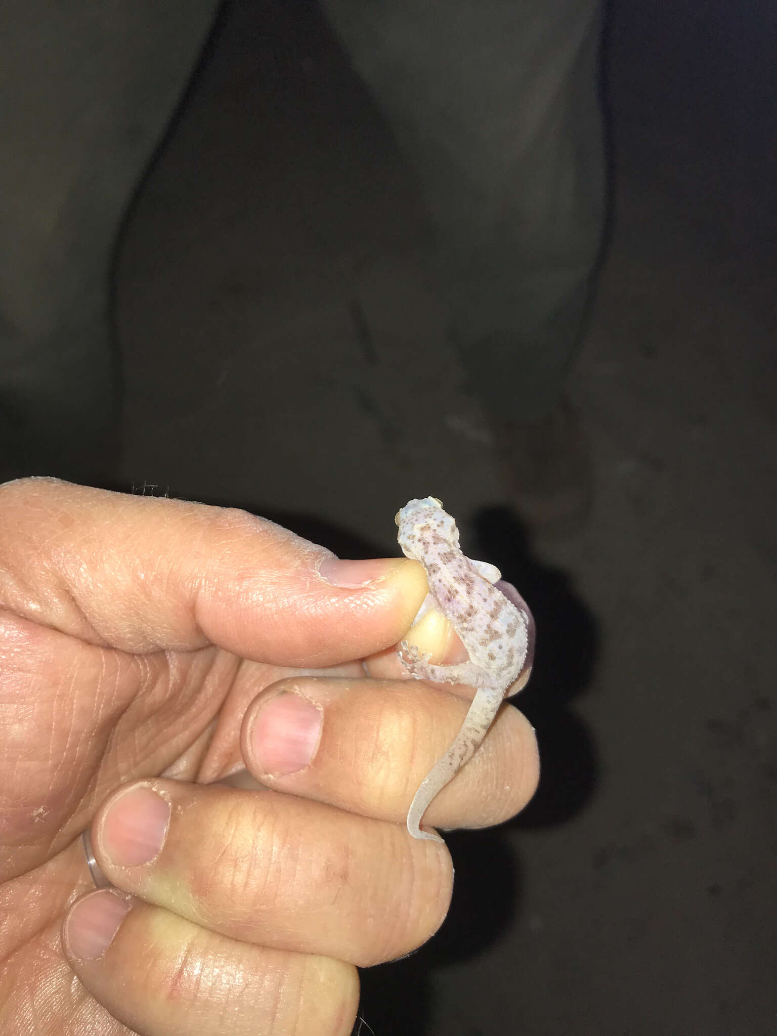 Image of Peninsula Leaf-toed Gecko