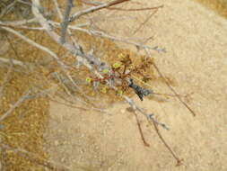 Plancia ëd Commiphora saxicola Engl.