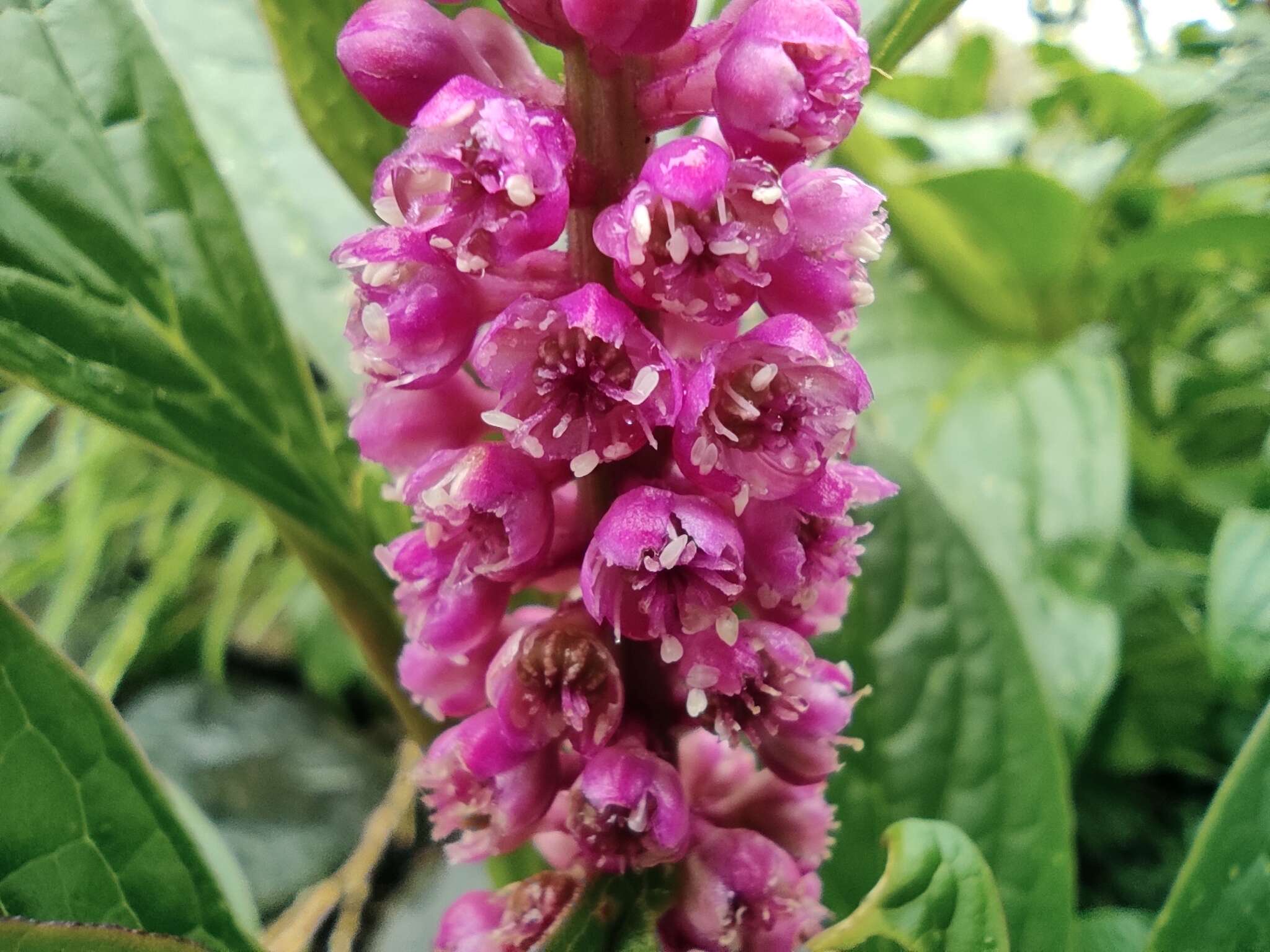 Image of southern pokeweed