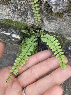 Image of spleenwort