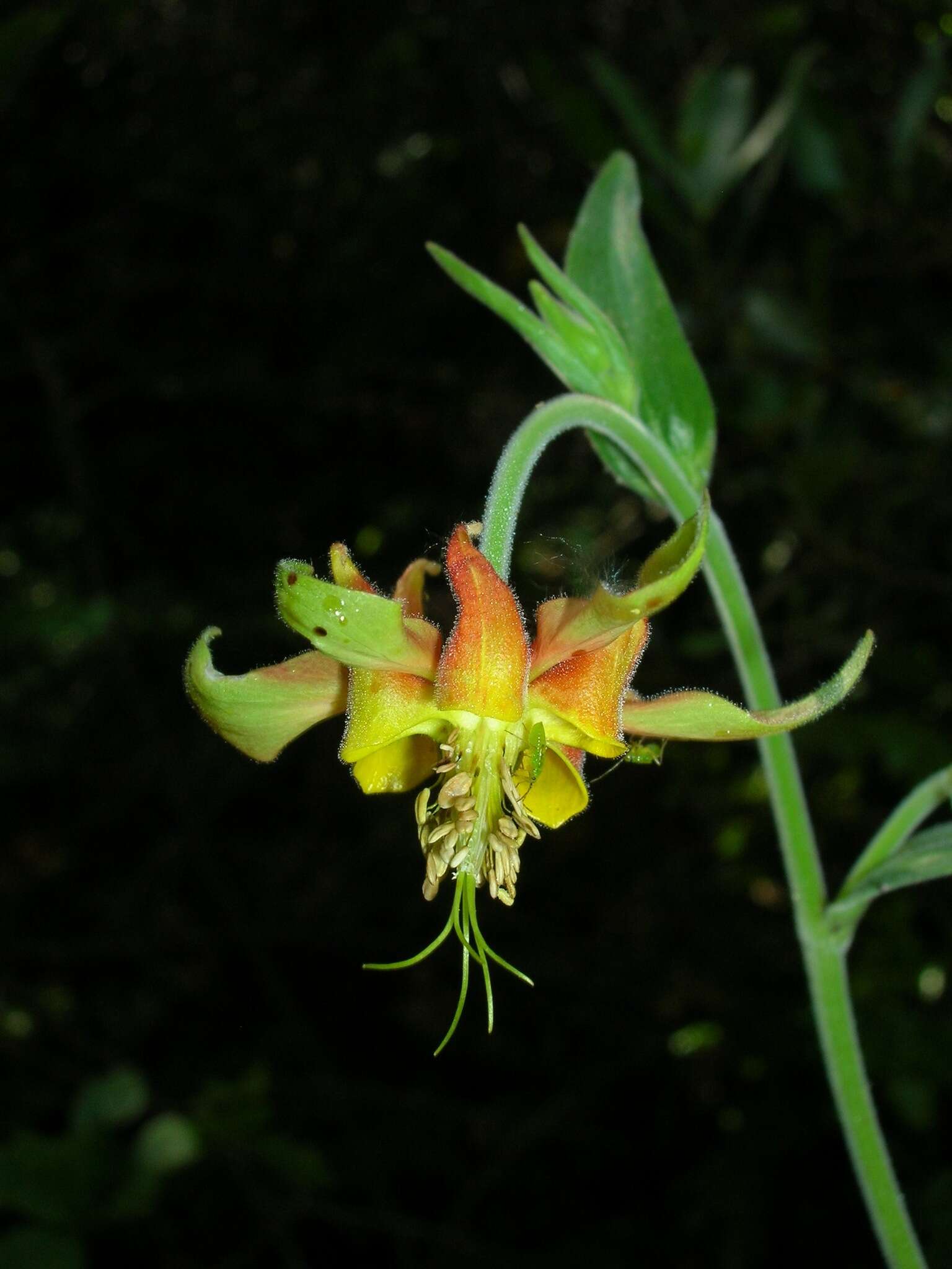 Aquilegia eximia Van Houtte ex Planch.的圖片