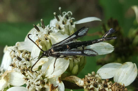 Image of Carmenta albociliata Engelhardt 1925