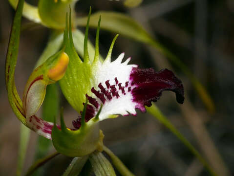 Image of Rigid spider orchid