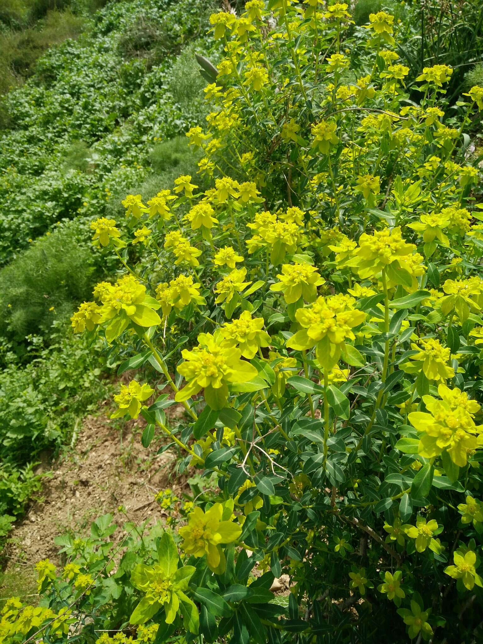 Image of Euphorbia hierosolymitana Boiss.