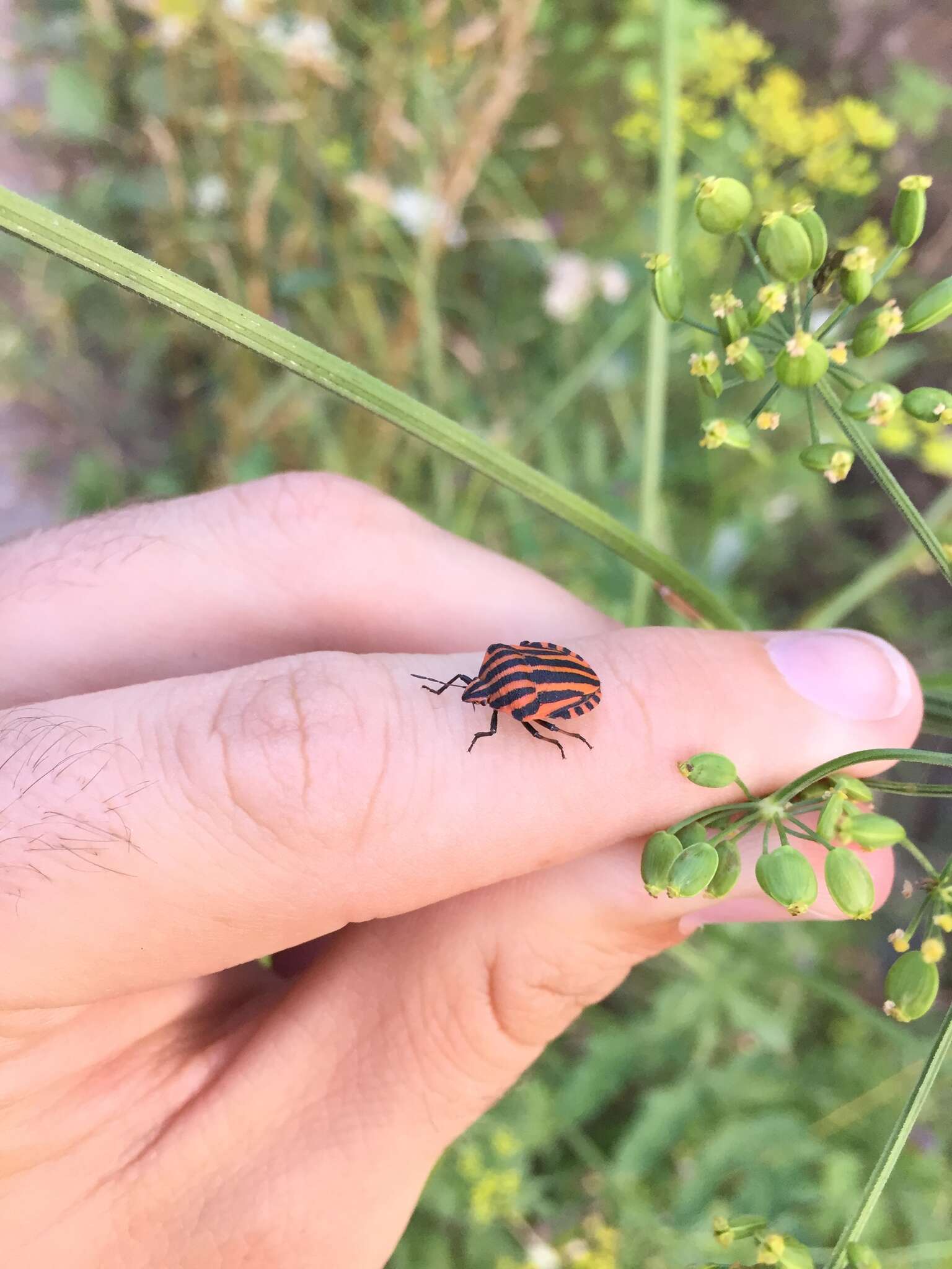 Image of Graphosoma italicum italicum