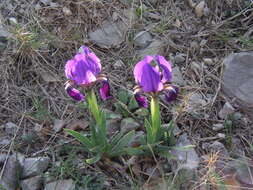 Слика од Iris lutescens Lam.