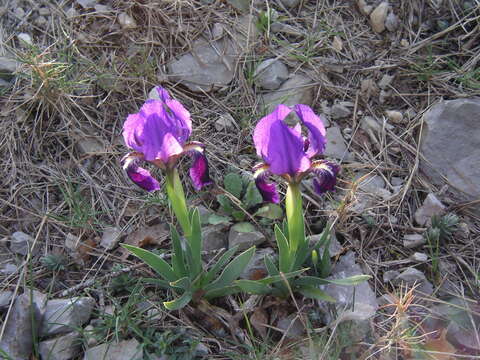 Image de Iris lutescens Lam.