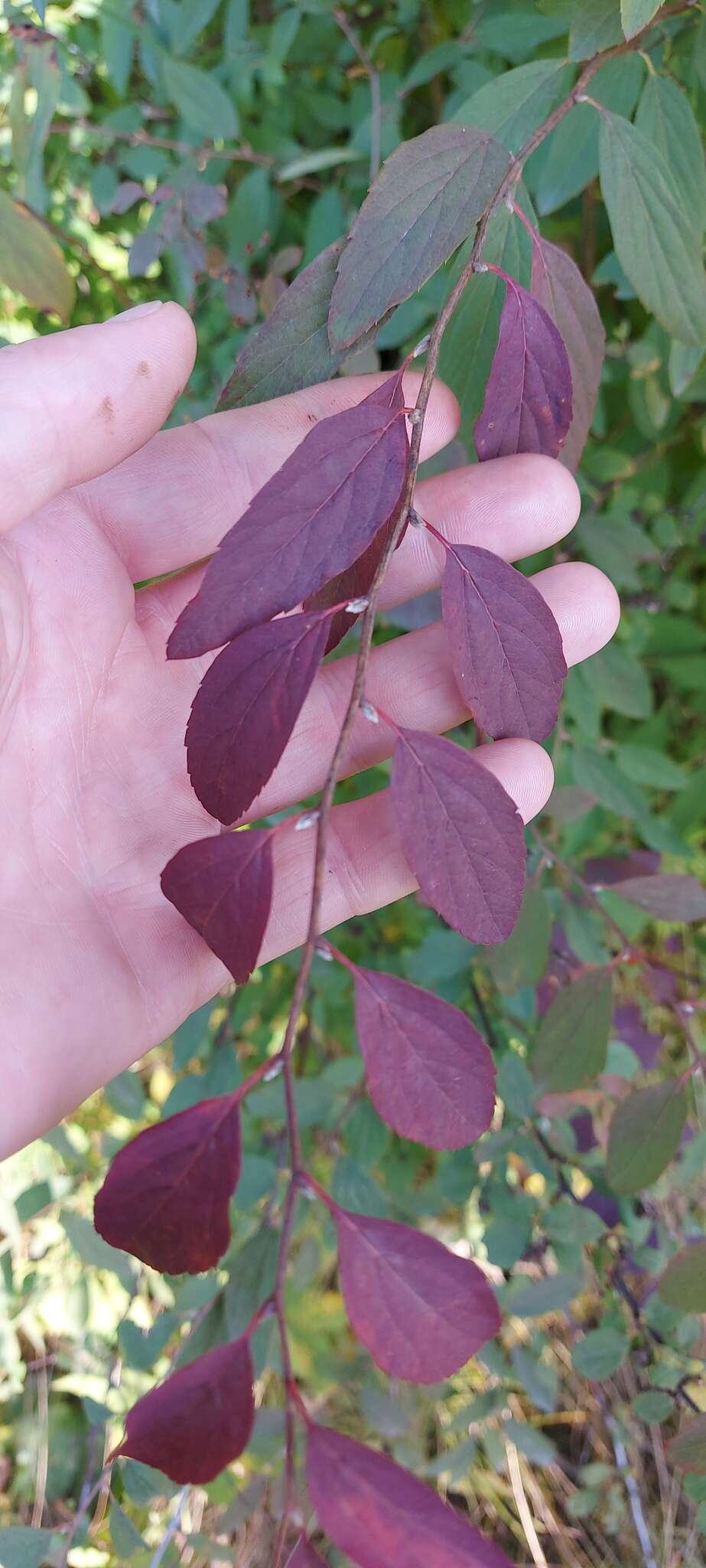 Image of Spiraea flexuosa Fisch. ex Cambess.