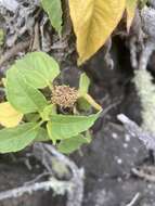 Image of Scalesia gordilloi O. Hamann & S. Wium-Andersen