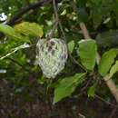 Image de Annona acutiflora Mart.