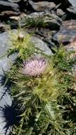 Image of Cirsium obvallatum (M. Bieb.) M. Bieb.