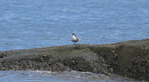 Image of Lesser Crested Tern