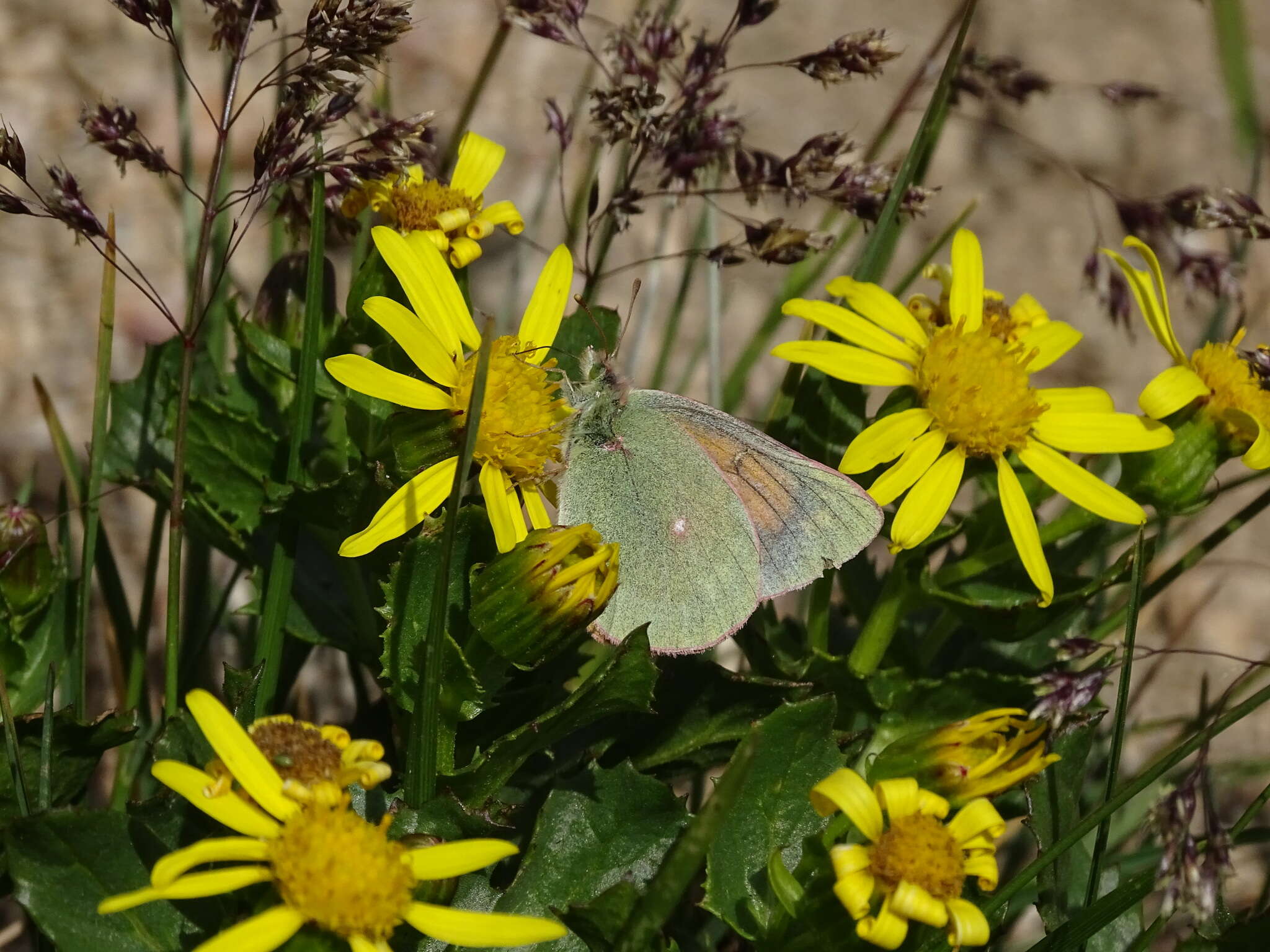 Colias meadii Edwards 1871 resmi