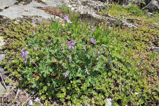 Image of cranesbill