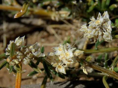 Image of Limeum aethiopicum Burm. fil.