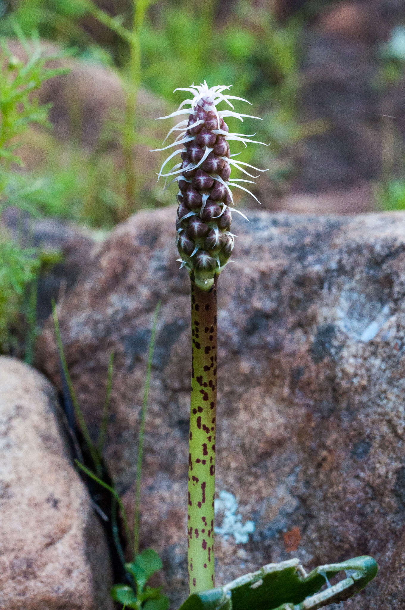 Image of Lachenalia longibracteata E. Phillips