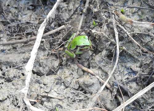 Image of Tree frog