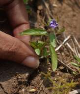 Hydrolea zeylanica (L.) Vahl resmi