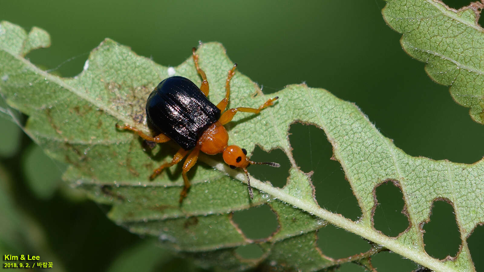 Image of Tomapoderus ruficollis (Fabricius & J. C. 1781)