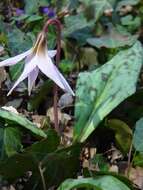 Image of Dog tooth lily