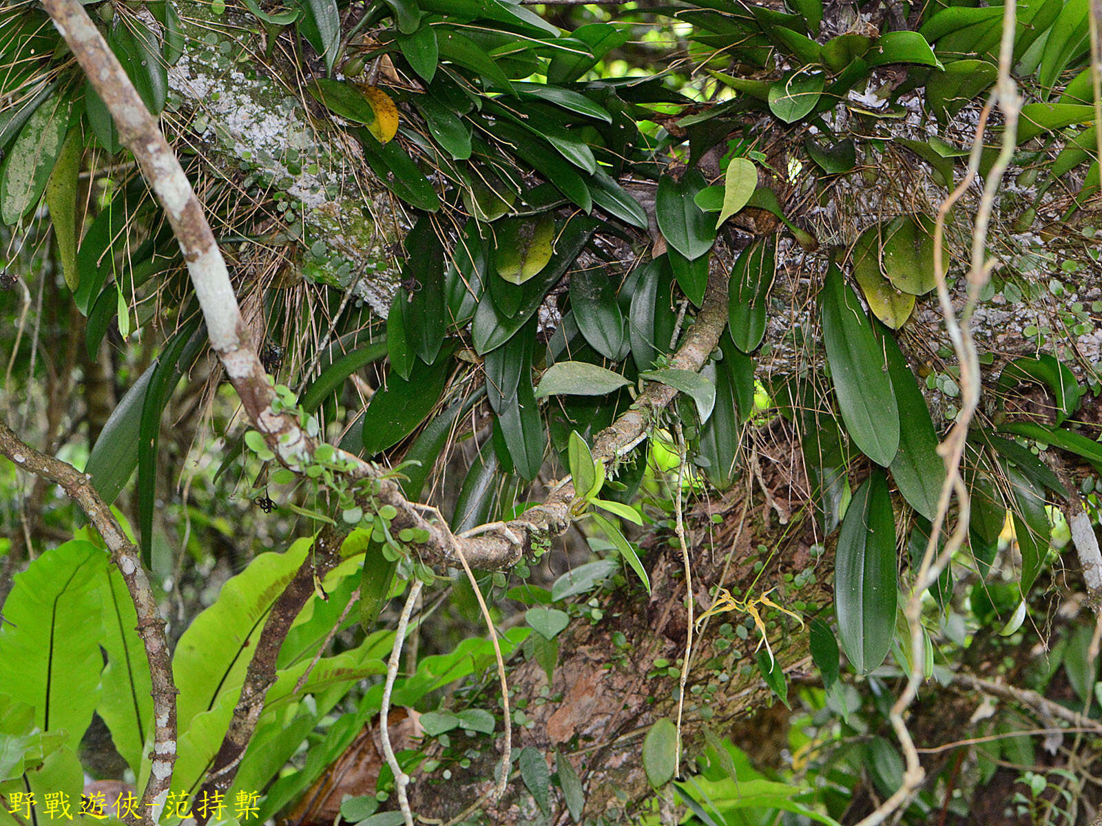 Imagem de Bulbophyllum macraei (Lindl.) Rchb. fil.