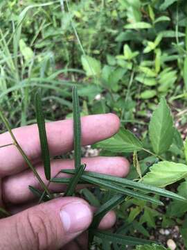 Image of Slim-Leaf Tick-Trefoil