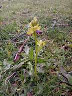 Image of Ophrys omegaifera subsp. hayekii (H. Fleischm. & Soó) Kreutz