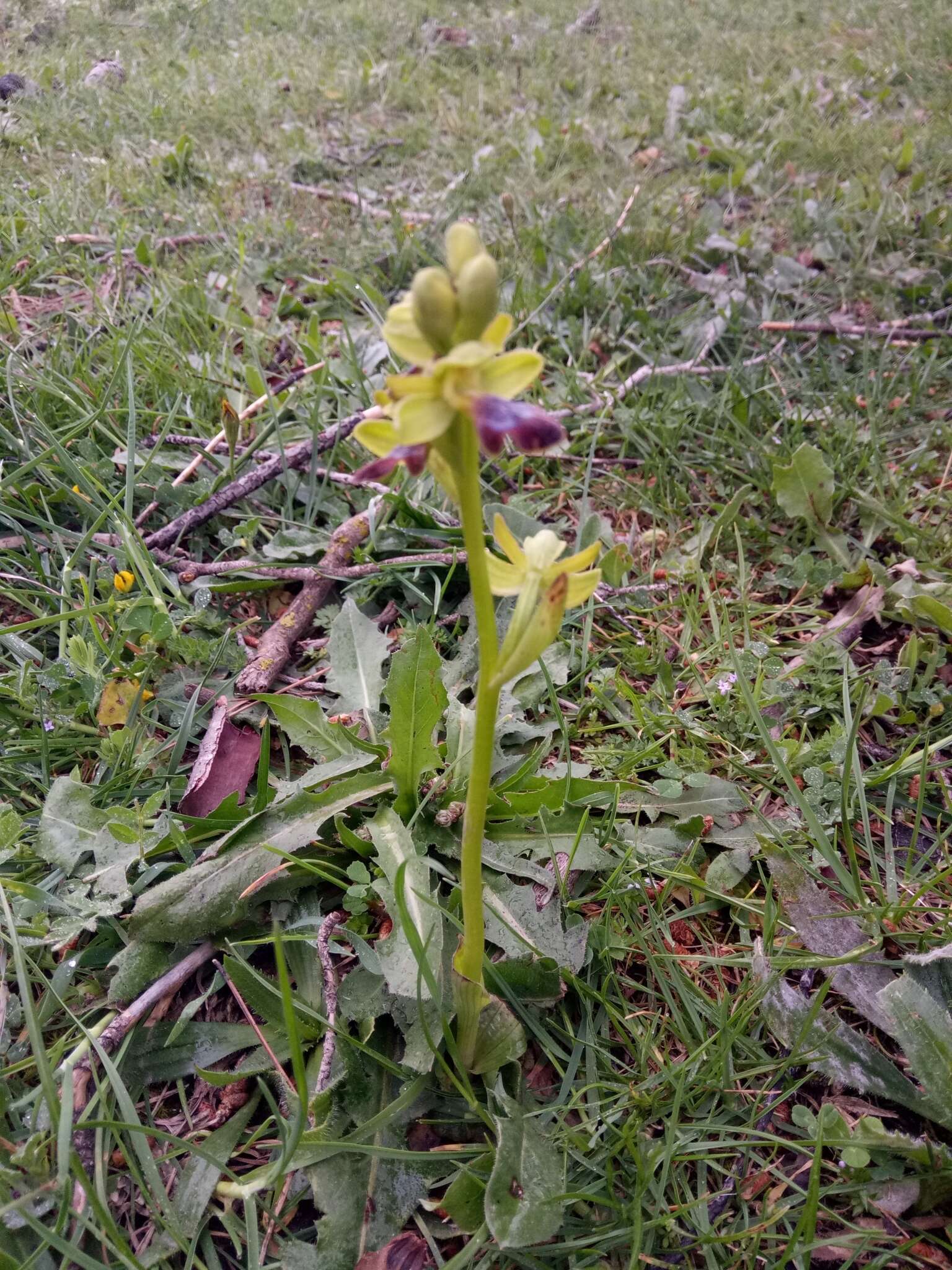 Image of Ophrys omegaifera subsp. hayekii (H. Fleischm. & Soó) Kreutz