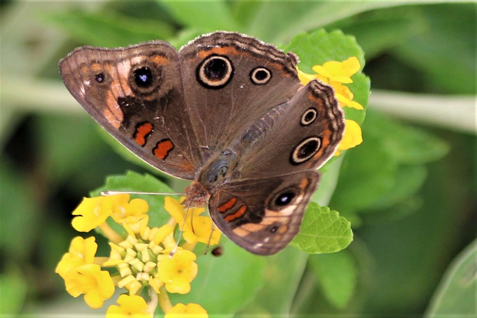 Sivun Junonia stemosa kuva