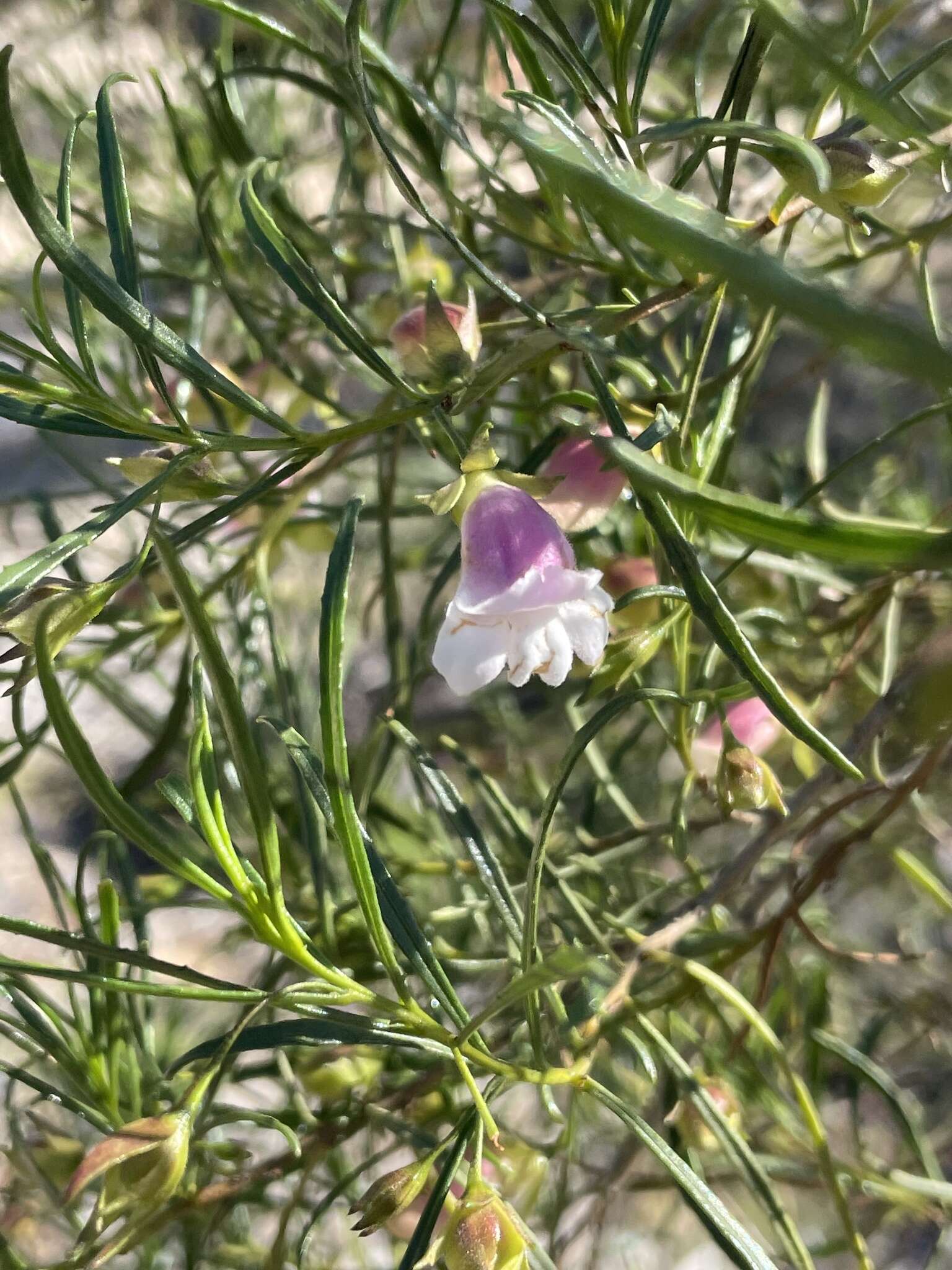 Image of Eremophila clarkei Oldfield & F. Muell.