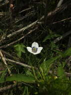 Image of Himalayan windflower