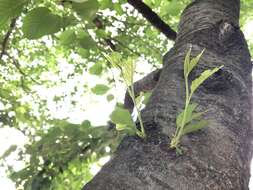 Imagem de Prunus yedoensis Matsum.