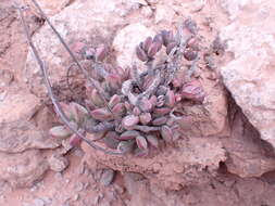 Imagem de Adromischus montium-klinghardtii (Dinter) A. Berger