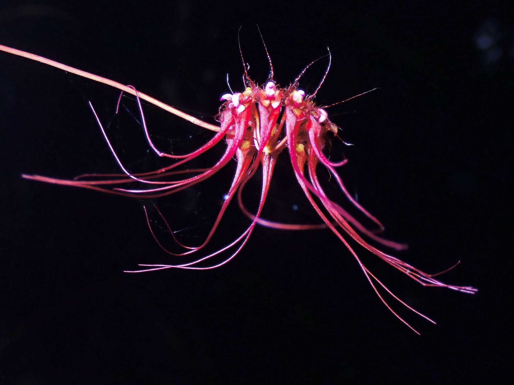 Image of Wispy umbrella orchid