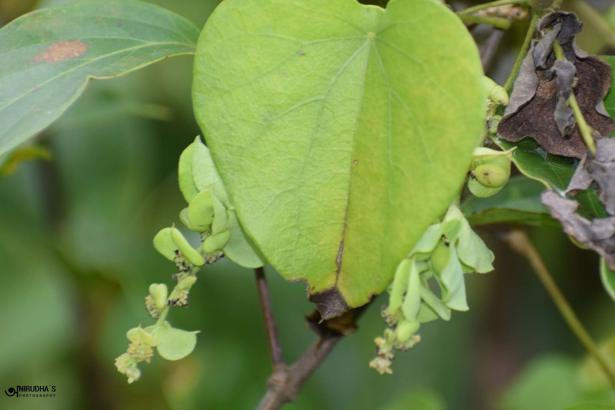 Sivun Cissampelos pareira L. kuva