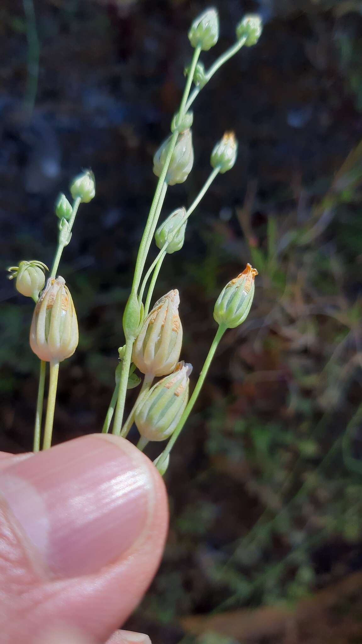 Image of Blackstonia acuminata (Koch & Ziz) Domin