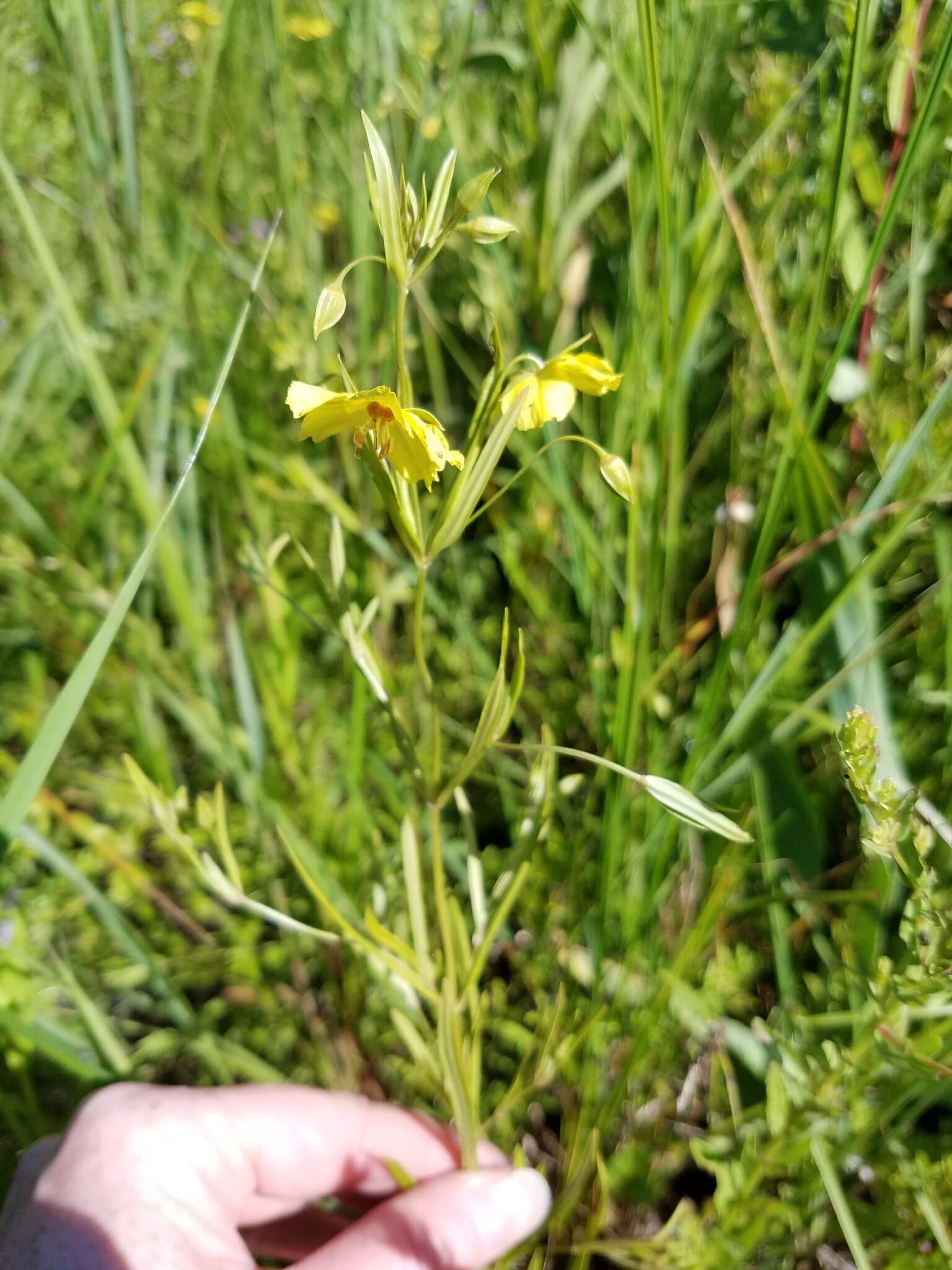 Image of fourflower yellow loosestrife