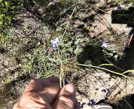 Image de Heliophila macowaniana Schltr.