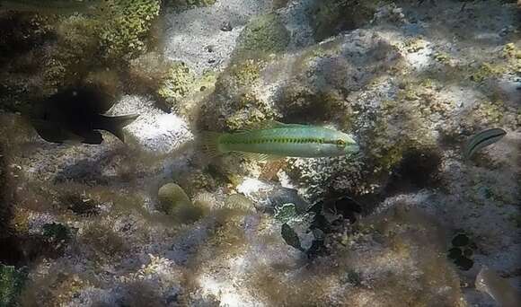 Image of Slippery Dick