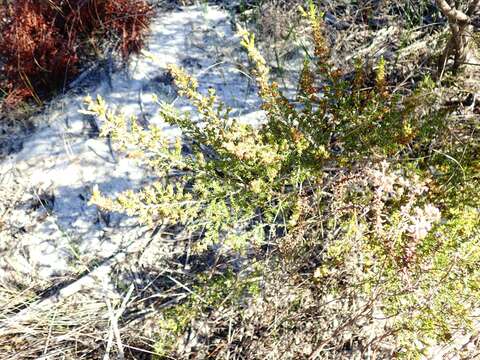 Image of Erica axillaris Thunb.