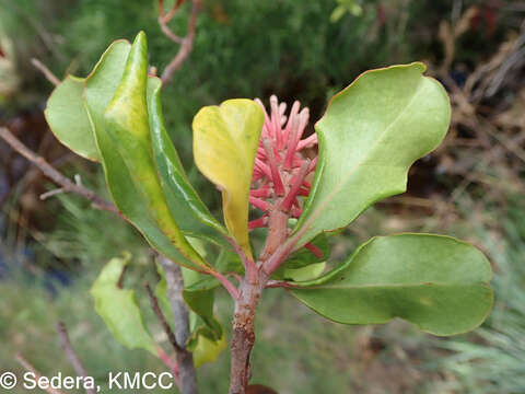 Imagem de Faurea forficuliflora Baker